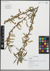 Foto von Salix alba L.